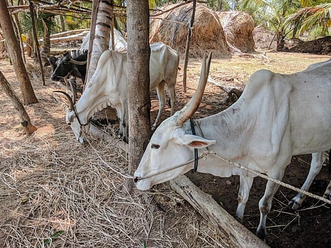 The Department of Animal Husbandry and Dairying received an allocation of Rs 4,327.85 crore, an increase from Rs 3,105.17 crore in 2022-23 revised estimates. Photo: iStock