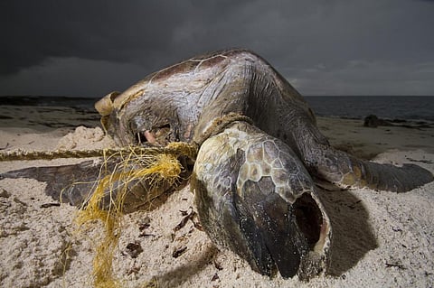 A green turtle on Aldabra entangled in abandoned fishing gear. Photo: Rich Baxter, CC BY-NC-ND