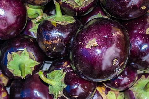 The tests suggested by activists for approval of GMOs were conducted in the case of Bt brinjal. Photo: iStock