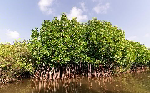 Mangroves in Pichavaram. Photo: iStock