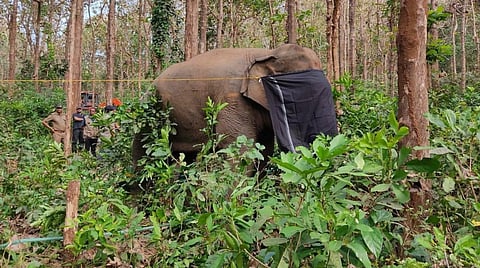 An elephant that terrorised settlements in Palakkad is caught and drugged by the administration. Photo: @saseendran_ak / Twitter