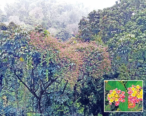 लैंटाना अच्छी रोशनी वाले क्षेत्रों में झाड़ी की तरह व्यवहार करता है (इनसेट) और पेड़ों की छाया वाले जंगलों में बेल की तरह व्यवहार करके रोशनी जमीन पर पहुंचने से रोकता है (फोटो: इंदिरा श्रीनिवासन)