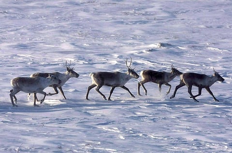 The Dolphin and Union Caribou is an endangered species in Canada. Photo: THE CANADIAN PRESS/Nathan Denette