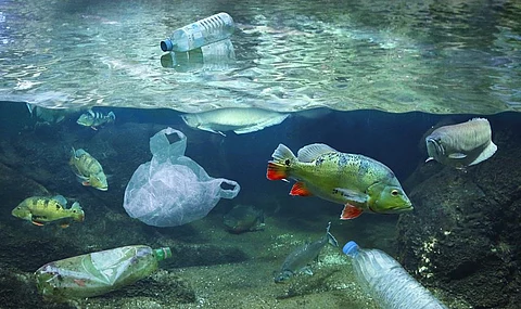 Since marine species consume microplastics, they can eventually sweep into our food chain. Image: iStock.