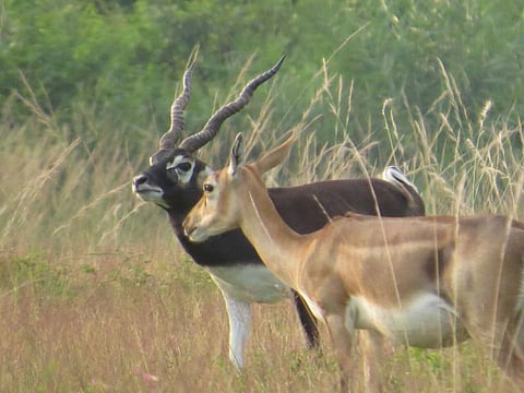 Blackbucks move freely in Odisha’s Ganjam district. Photo: Hrusikesh Mohanty