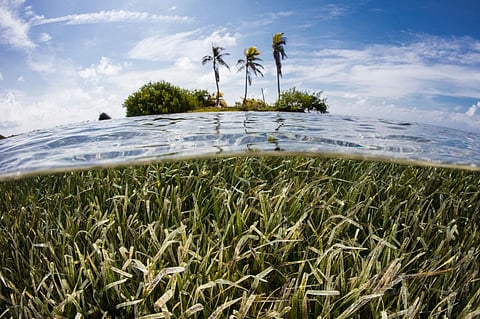 Tropical seagrass meadows are sand factories that could protect coral reef islands from sea-level rise