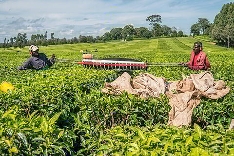 Agriculture is still largely manual in a several parts of the continent. Photo: Patrick Sheperd/CIFOR