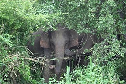 फोटो साभार : साइंटिफिक रिपोर्ट्स