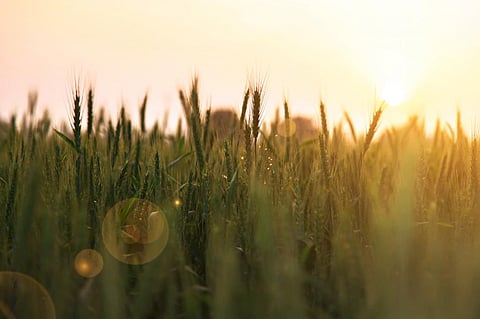 A scorching heat wave in March 2022 reduced wheat yield in the north and central Indian states. Photo: iStock