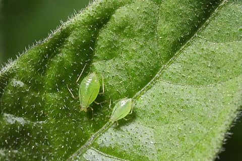 Organic and inorganic methods and crop rotation are all failing to save crops from pest attacks, say farmers. Photo: iStock