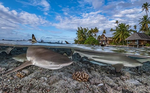 Shark and stingray populations have declined by 71 per cent in the last half-century.