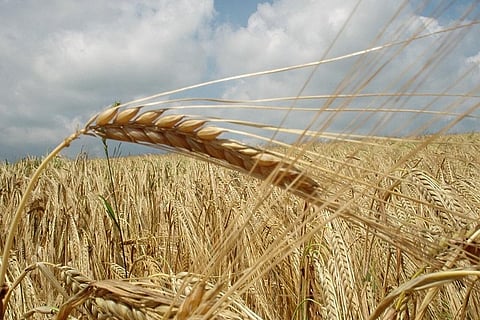 The hope of the Rabi crop harvest reaching even last year’s level is waning