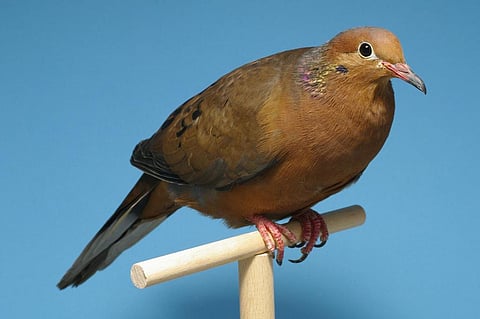 The Socorro dove (Zenaida graysoni) was confirmed to be extinct in the wild in 1981. Photo: Johann Alexi/Freigabe-Nachweis, CC BY-SA