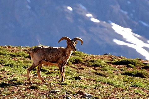 फोटो साभार : विकिमीडिया कॉमन्स, के सूर्यवंशी