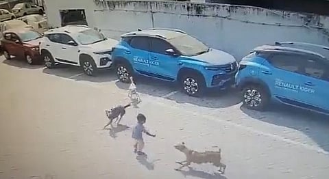 A screen grab of the dog attack in Hyderabad on February 19, 2023. Photo: iStock