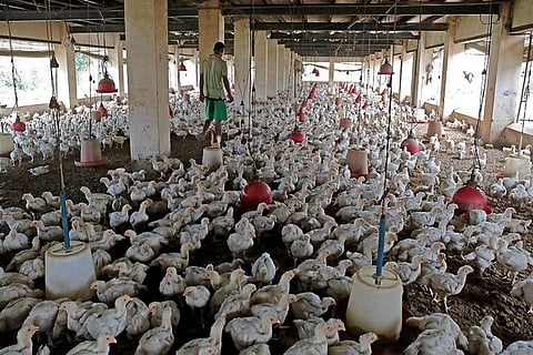 बोकारो के सरकारी पोल्ट्री फार्म में एवियन इन्फ्लुएंजा रोग की दस्तक