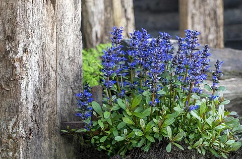Photo: Istock/Freila