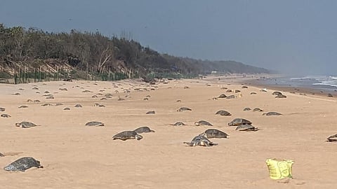 The 'Arribada' at Rushikulya beach. Photo: Hrusikesh Mohanty