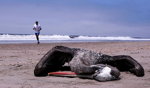 Wild birds like pelicans and ducks are getting infected with – and dying from – a new strain of avian influenza and have spread it to farm animals around the world. Klebher Vasquez/Anadolu Agency via Getty Images