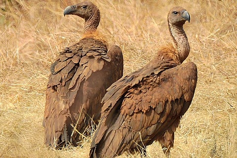 फोटो साभार : विकिमीडिया कॉमन्स, शांतनु कुवेस्कर