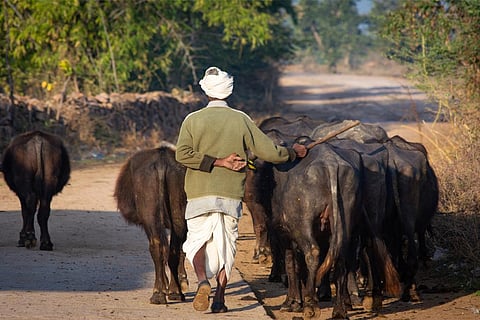 अपने मवेशियों को लेकर जाता एक किसान; फोटो: आईस्टॉक
