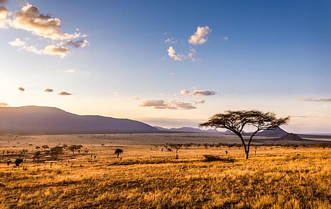 Beyond the vast tropical forests spread across the middle of the continent, African landscapes range from dry grasslands with a few trees to savannahs with scattered trees to more humid areas with many scattered trees. Photo: iStock
