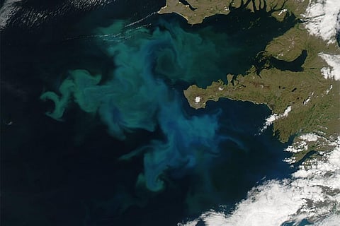 24 जून, 2010 को आइसलैंड के पश्चिमी तट पर खिले फाइटोप्लांकटन की उपग्रह से ली गई तस्वीर, इस तस्वीर में हरे और नीले रंग का मिश्रण स्पष्ट देखा जा सकता है; फोटो: नासा