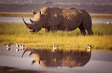 Rhino numbers continue to decline in South Africa. Photo: iStock