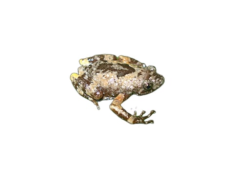 Jerdon’s narrow-mouthed frog (Uperodon montanus) photographed by zoologists recently. Photo: Amit Hegde