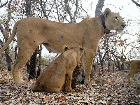 Florence and her cubs. Photo: Panthera/DPN/Everatt
