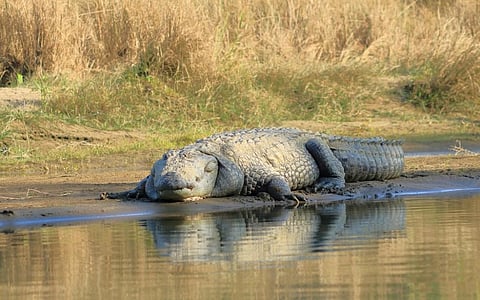 A mugger crocodile on the Rapti riverbank in Chitwan National Park, Nepal. Photo: iStock