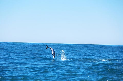 The treaty will also ensure that profits from marine genetic resources — materials of plant, animal or microbes — are shared equitably and fairly. Photo: iStock.