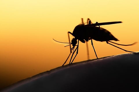 A new invasive mosquito has been found in Kenya — what this means for malaria control
