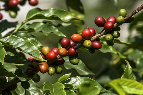 Land suitable for growing coffee globally could be reduced by up to 50 per cent by 2050. Photo: iStock.