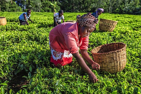 The agricultural sector contributes 30 per cent to the Kenyan economy’s Gross Domestic Product. Photo: iStock