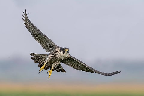 Pigeons are a key source of food for the peregrine falcon. photo: Sriram Bird Photographer/Shutterstock