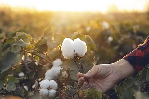 Public-private partnerships for increasing cotton yield a welcome step; similar incentives needed for organic farming. Photo: iStock