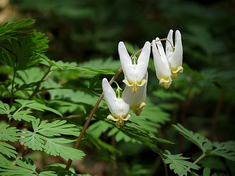 Native wildflowers, such as these Dutchman’s breeches (Dicentra cucullaria) that bloom early in spring are losing access to sunlight as trees leaf out earlier. Photo: Katja Schulz / Flickr, CC BY