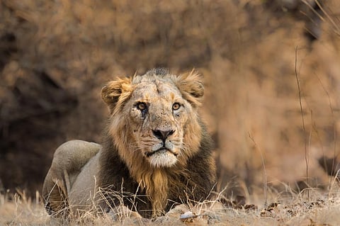 Carnivore populations restricted to single sites, like Asiatic lions in Gir, face various extinction threats from genetic and stochastic environmental factors. Photo: iStock