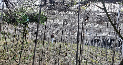 Betel leaf cultivations in Mahoba have faced 70-100 per cent destruction due to cold wave this year (Photograph: Bhagirath)