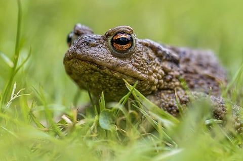 Bd causes chytridiomycosis, a contagious and lethal disease that has driven hundreds of species worldwide to extinction. Representative photo: iStock.