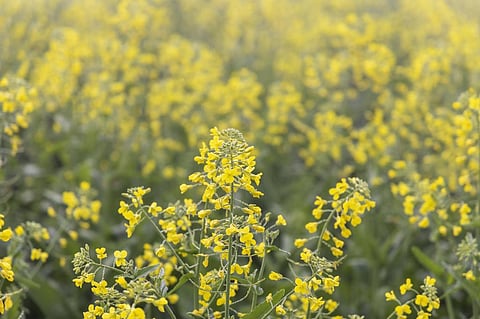 Frost destroyed mustard crops in Haryana in January 2023. Photo for representation: iStock