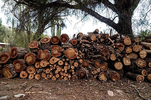With a difference of 284,400 ha in forestry loss between 1990 and 2020, India has seen the biggest increase in deforestation. Representative photo: iStock.
