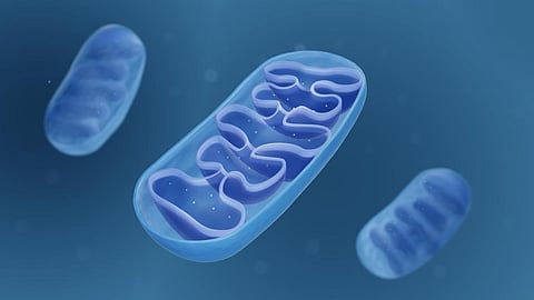 Mitochondria help ensure our cells have the energy they need to function. Photo: ART-ur/ Shutterstock