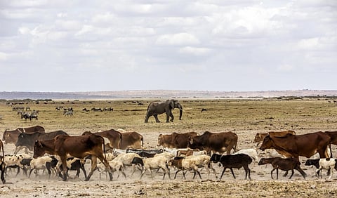 Photo: iStock