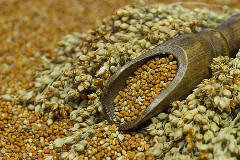 Millets are being promoted as climate resilient in contrast to rice and wheat. Photo: iStock