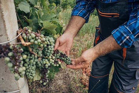 Maharashtra is a leading producer of grapes among the grape-growing states of Karnataka, Tamil Nadu, Mizoram and Andhra Pradesh. Representative photo: iStock.