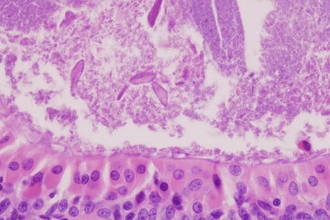 फोटो साभार : विकिमीडिया कॉमन्स