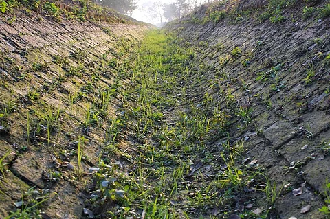 Rice cultivation is a key cause behind the groundwater crisis in the state. Representative photo: iStock.