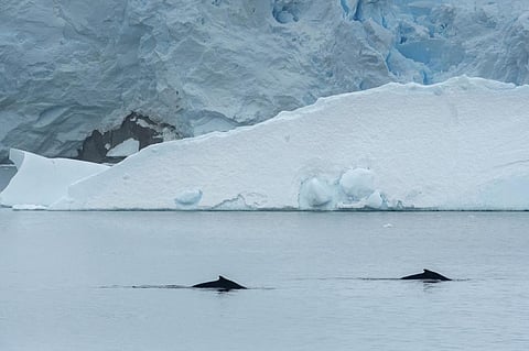 Photo: iStock